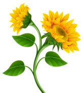 C:\Users\Zver\Downloads\kisspng-common-sunflower-clip-art-fall-sunflower-cliparts-5aaf9bb2a61448.7665065515214580986803.png